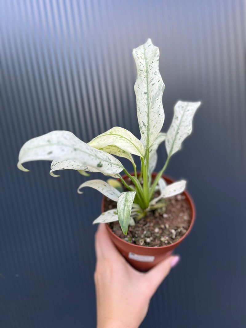 Epipremnum giganteum marble Variegata