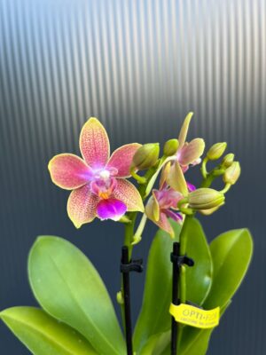 Phalaenopsis Aromio Spring | Storczyk pachnący