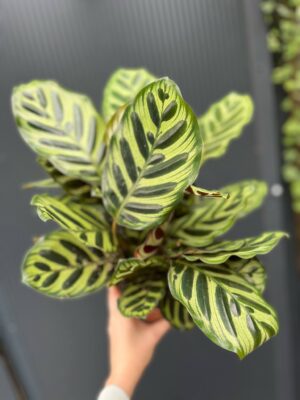 Calathea makoyana