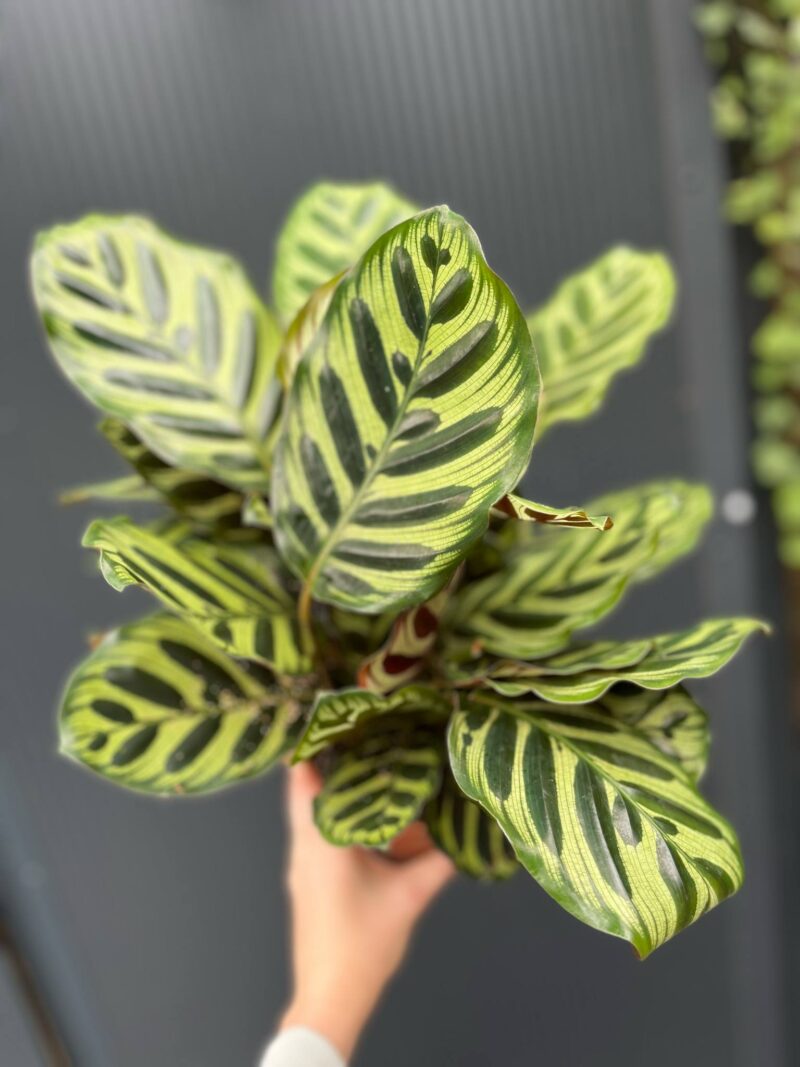 Calathea makoyana
