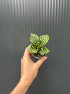 Aglaonema Tom’s Pride