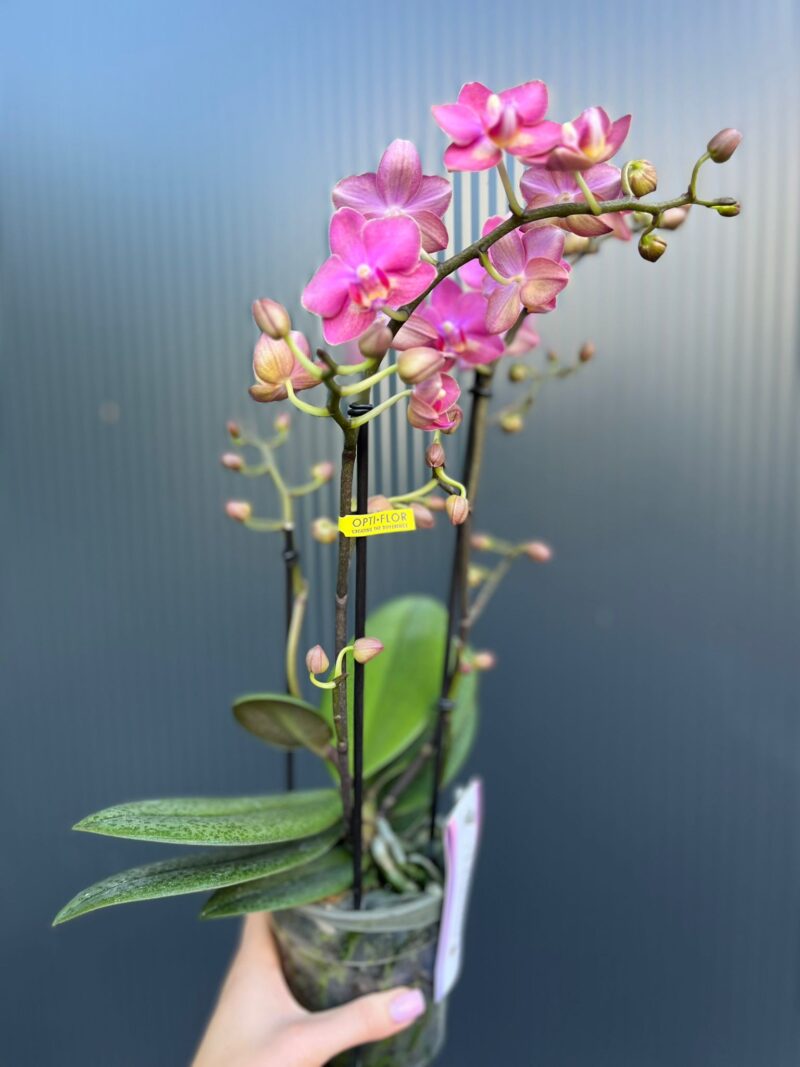 Phalaenopsis Aromio Floral | Storczyk Pachnący