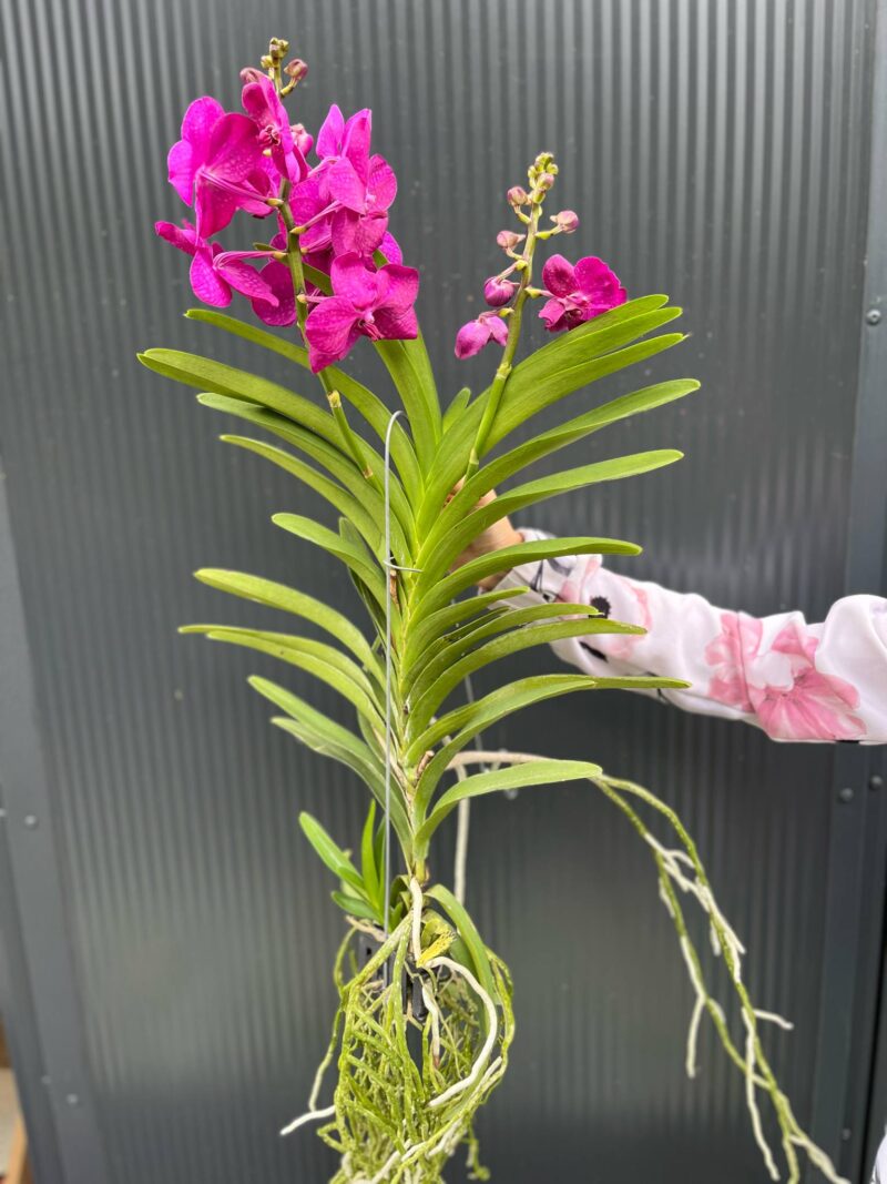 Vanda | Wanda storczyk | mix kolorów