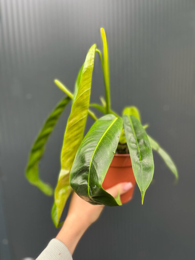 Philodendron Patriciae