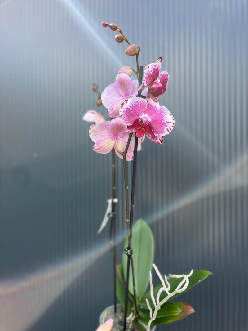 Phalaenopsis Veronika | Storczyk