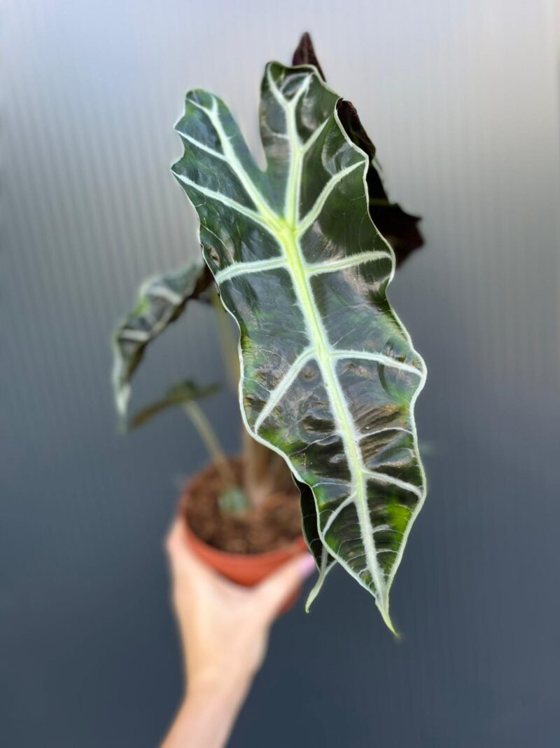 Alocasia Polly