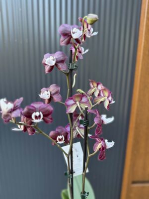 Phalaenopsis ‘Black Widow’ I Storczyk