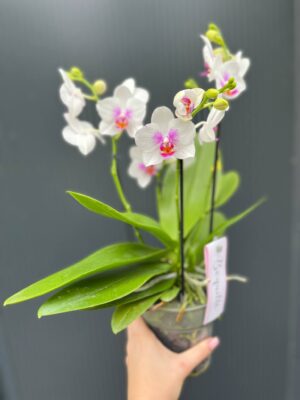 Phalaenopsis ‘Boquetto Passione’