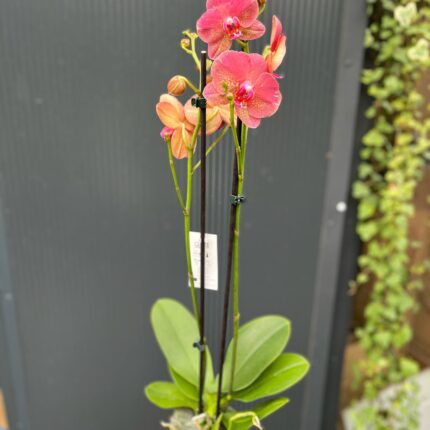 Phalaenopsis ‘Raoul’ I Storczyk