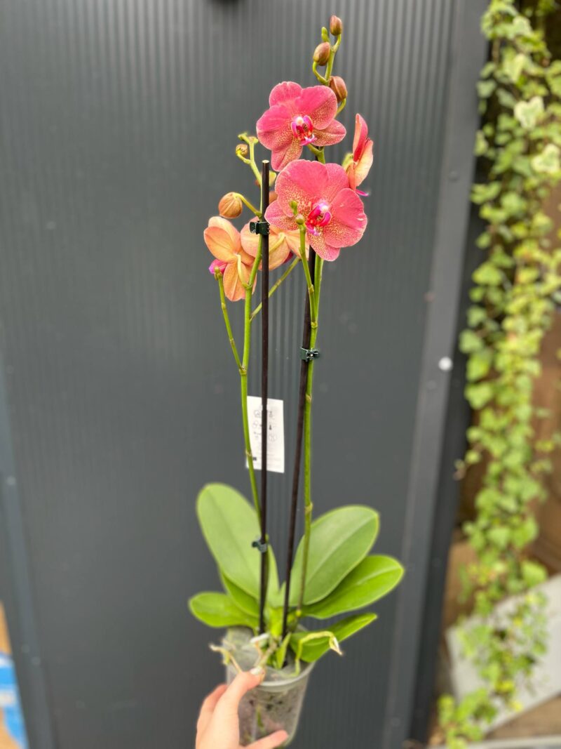 Phalaenopsis ‘Raoul’ I Storczyk