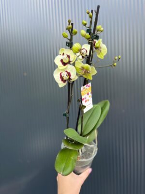 phalaenopsis deep secret | Storczyk