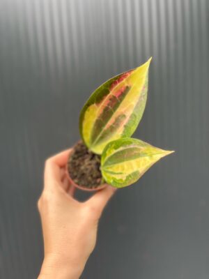 Hoya Pot of Gold