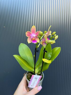 Phalaenopsis Aromio Spring | Storczyk pachnący