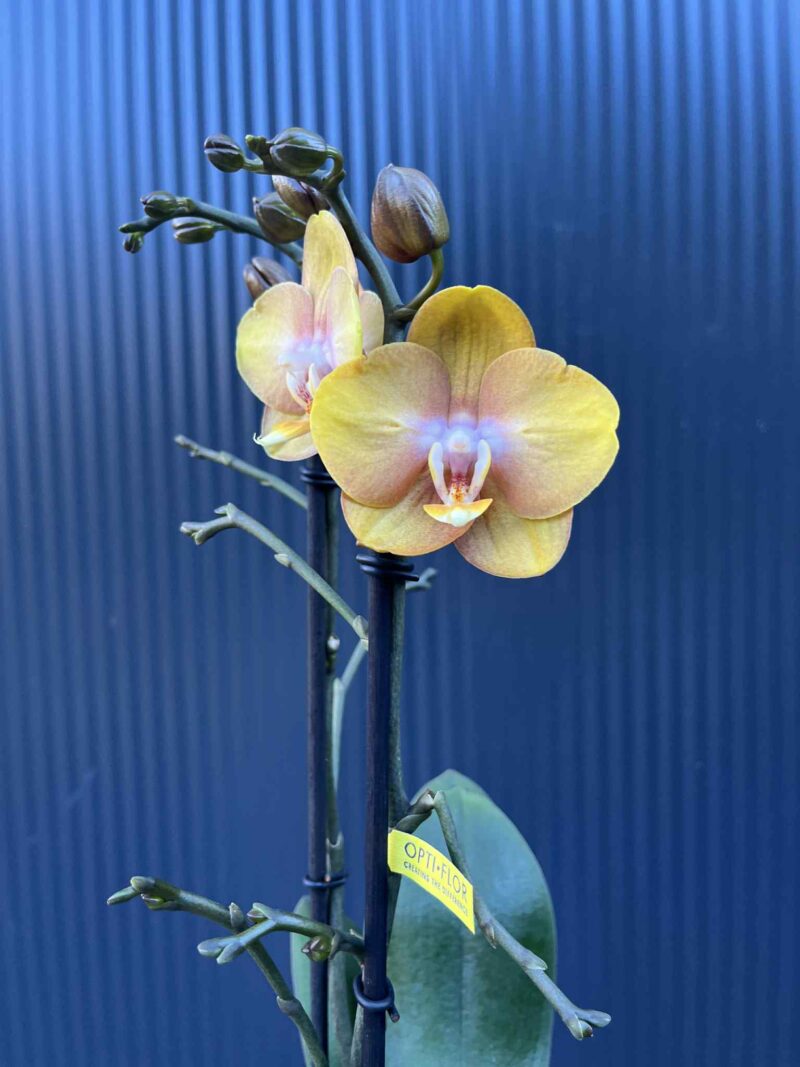 Phalaenopsis Las Vegas Gold | Storczyk