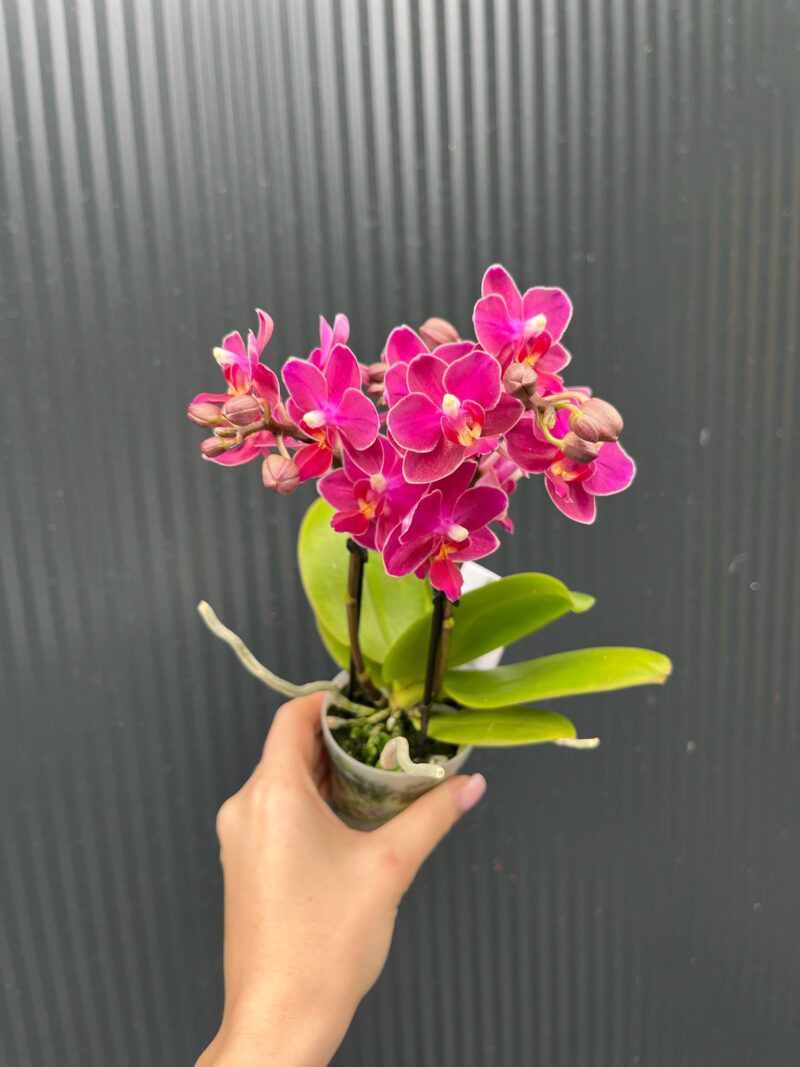 Phalaenopsis ‘Aromio Fruity’ | Storczyk Pachnący