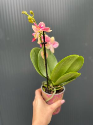Phalaenopsis ‘Summer Song’ | Storczyk