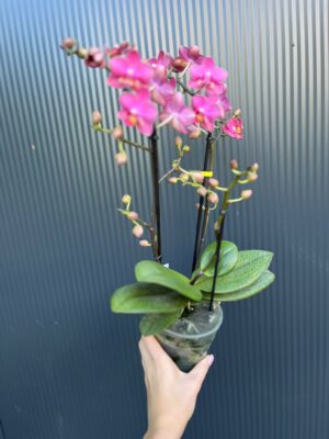 Phalaenopsis Aromio Floral | Storczyk Pachnący