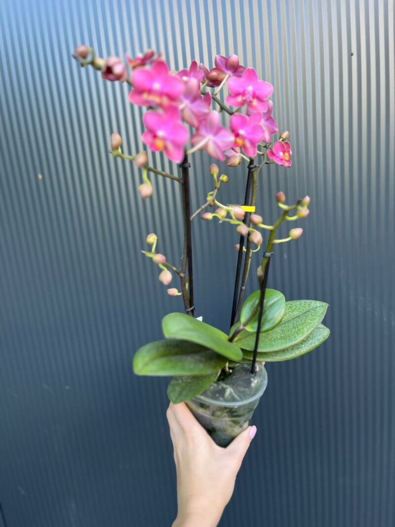 Phalaenopsis Aromio Floral | Storczyk Pachnący