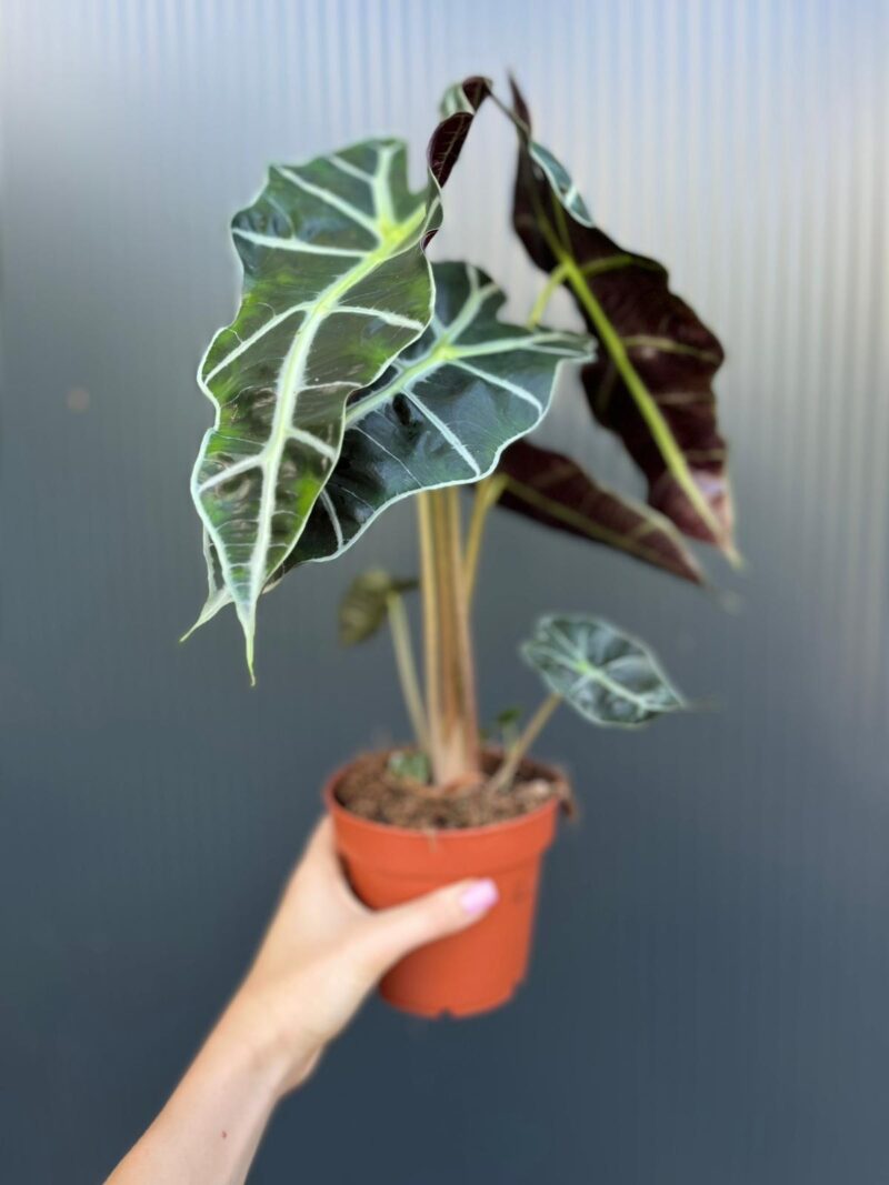 Alocasia Polly
