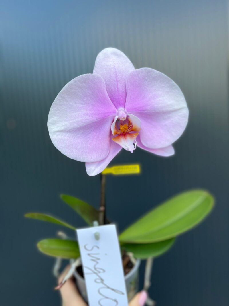 Phalaenopsis Rose Big Singolo Mino