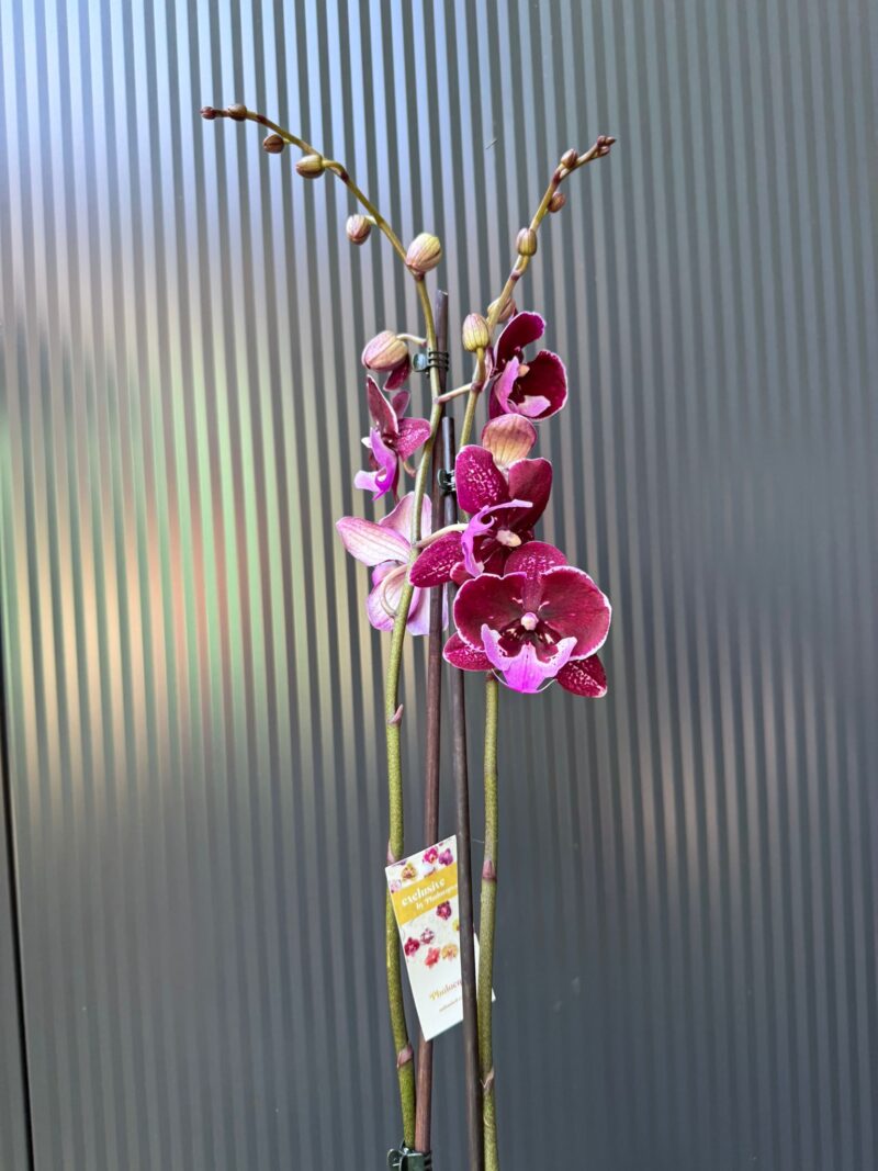 Phalaenopsis ‘Hot Kiss’ | Storczyk
