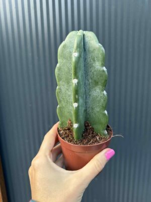 Kaktus ‘Cuddly’