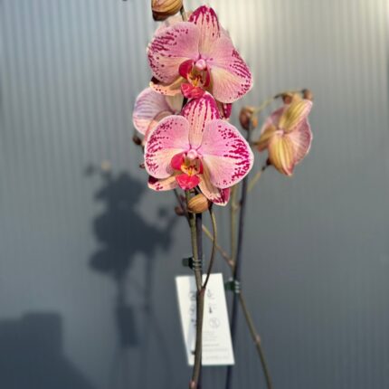 phalaenopsis paisaje | Storczyk