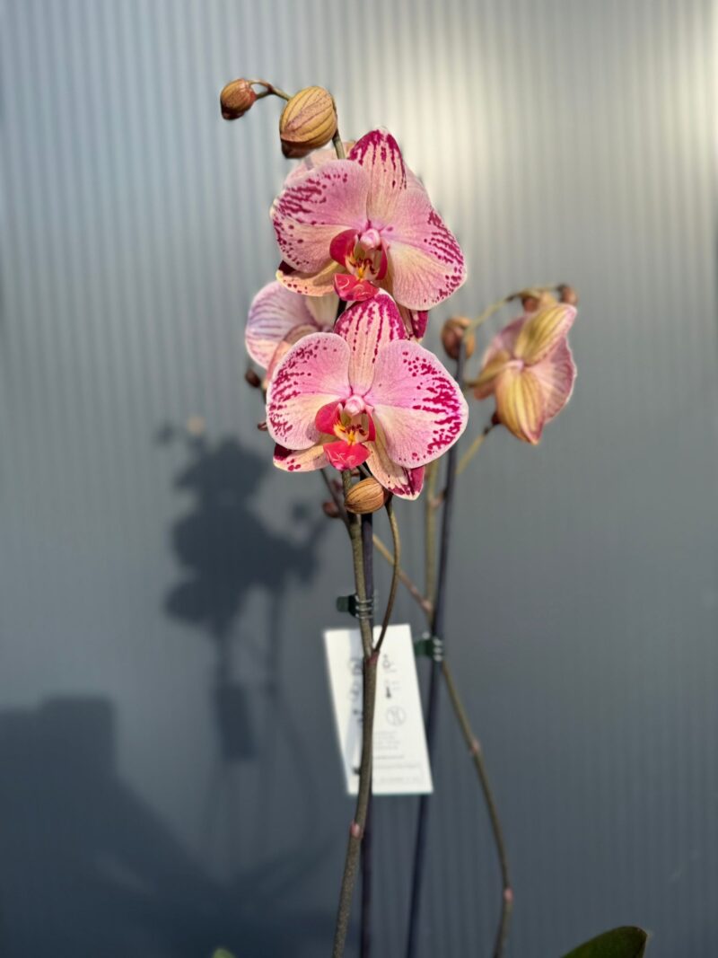 phalaenopsis paisaje | Storczyk