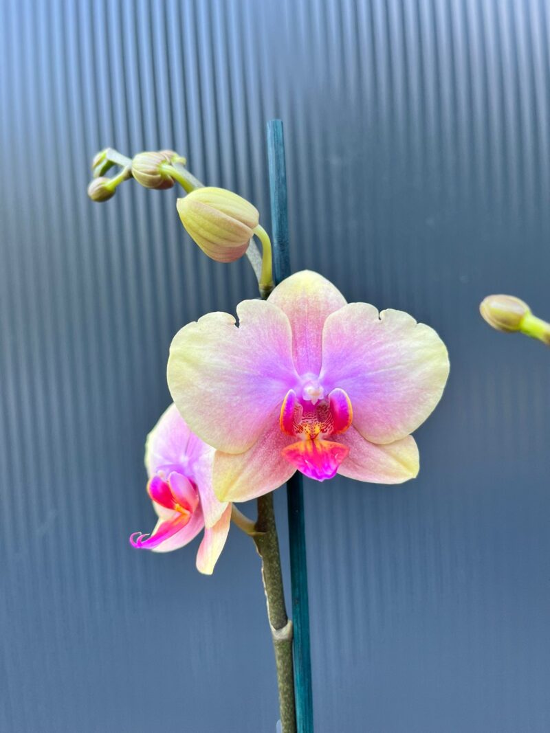 Phalaenopsis Malmo | Storczyk