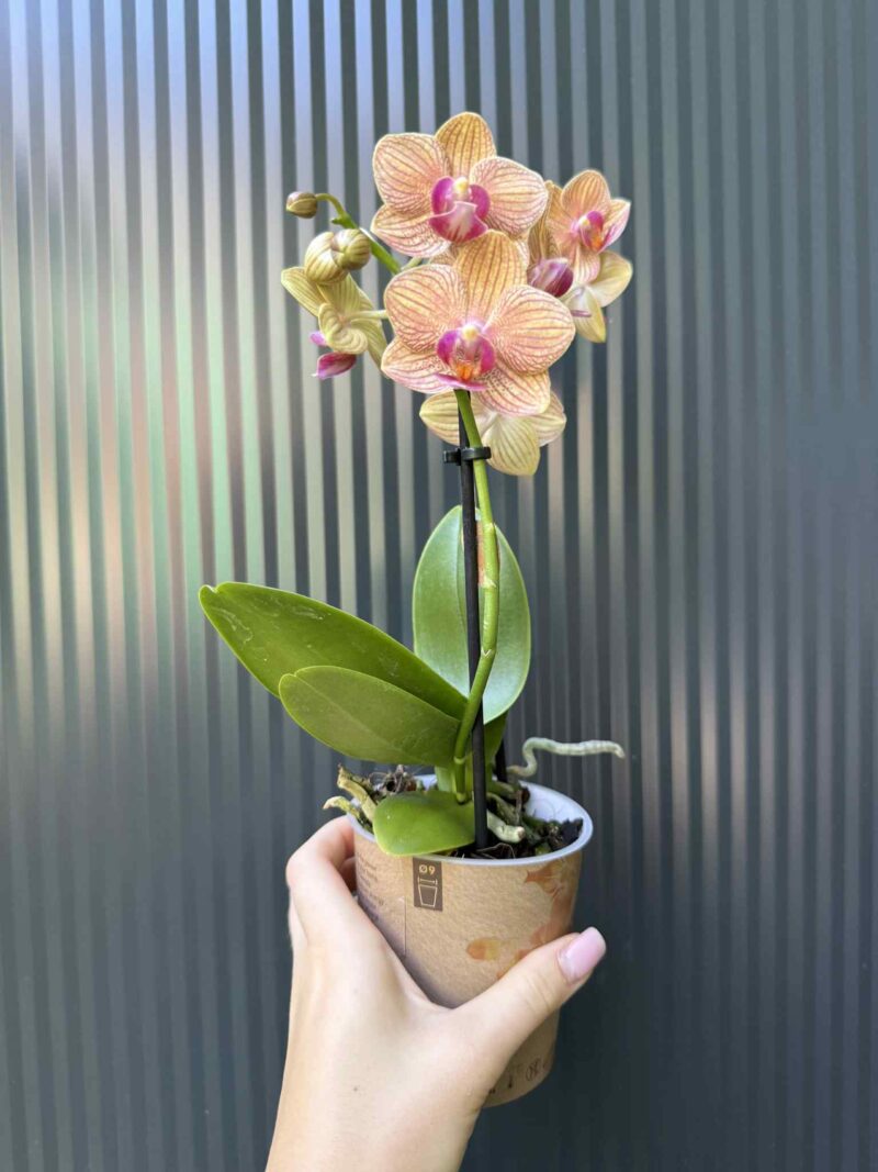 Phalaenopsis ‘Jamaica’ | Storczyk