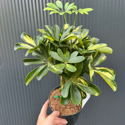 Schefflera arboricola ‘Gold Capella’