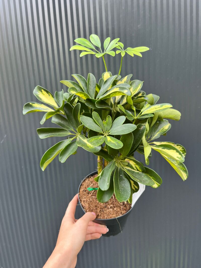 Schefflera arboricola ‘Gold Capella’