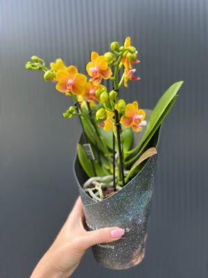 Phalaenopsis ‘Dazzling Drops of the Sun’ | Storczyk