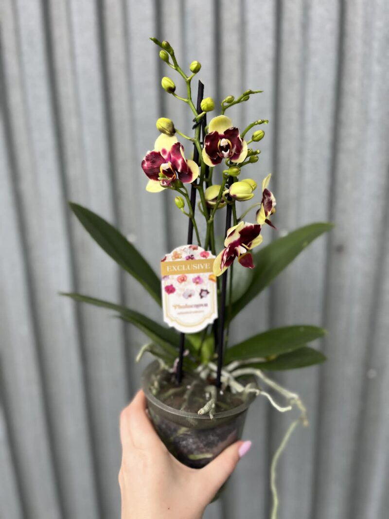 Phalaenopsis Catania | Storczyk