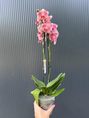 Phalaenopsis Pirate picotee peloric butterfly | Storczyk