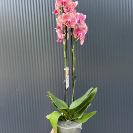 Phalaenopsis Pirate picotee peloric butterfly | Storczyk