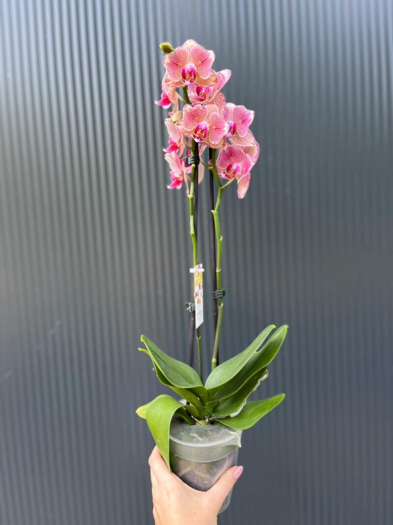 Phalaenopsis Pirate picotee peloric butterfly | Storczyk