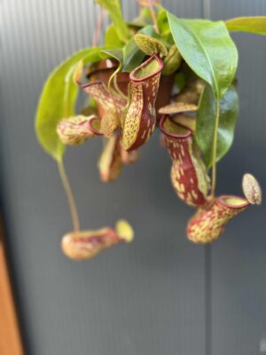 Nepenthes alata – dzbanecznik „Monkey Jars”