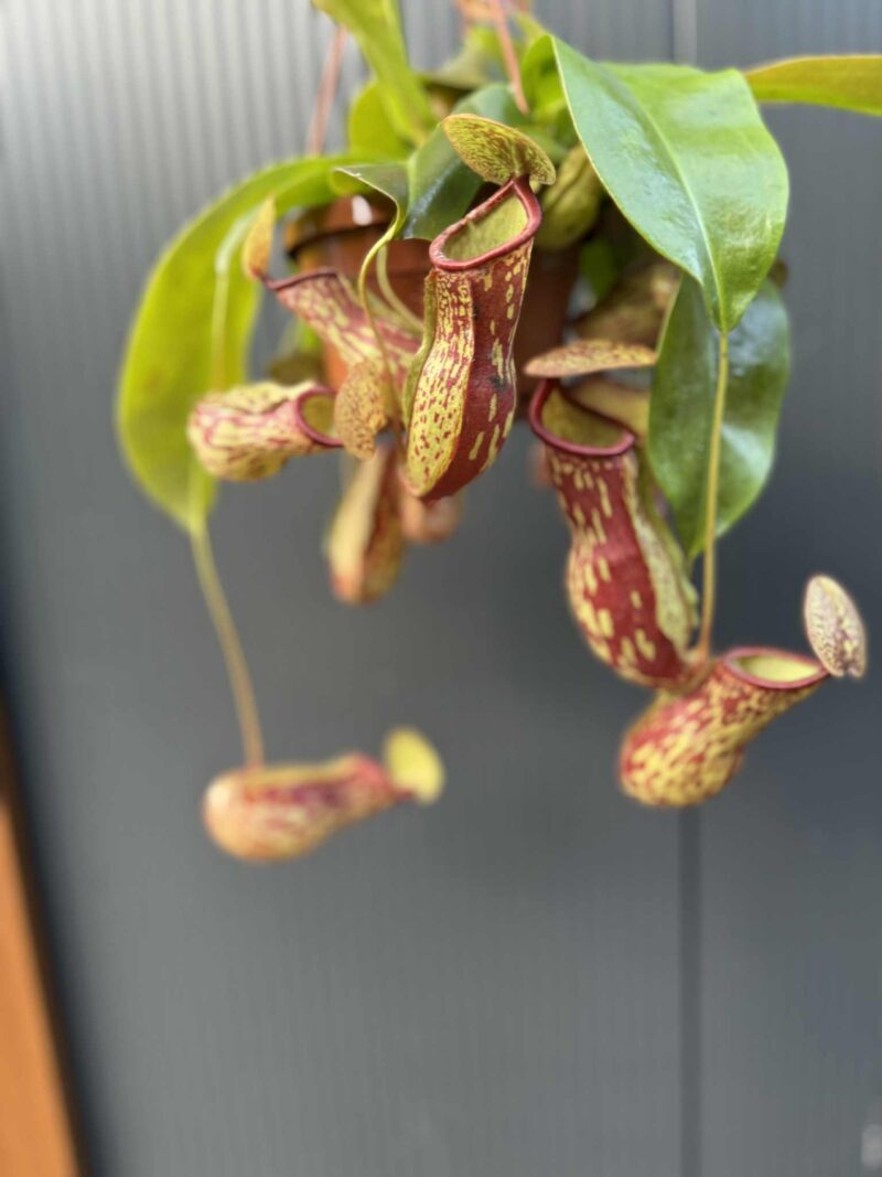 Nepenthes alata – dzbanecznik „Monkey Jars”