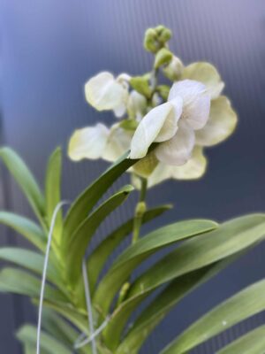 Storczyk Vanda “Hybryda Special ” 3