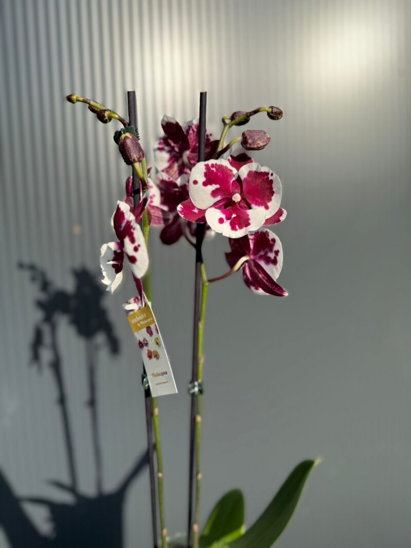 phalaenopsis untold | Storczyk