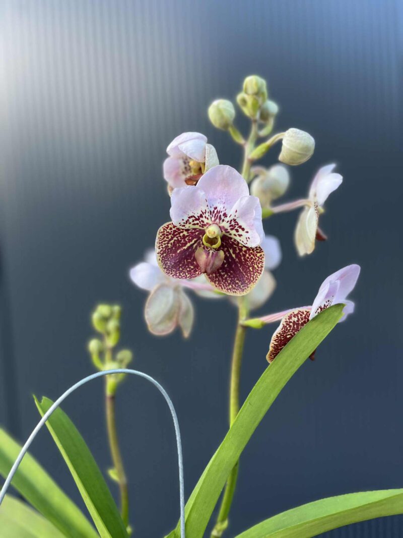 Storczyk Vanda “Hybryda Special ” 4