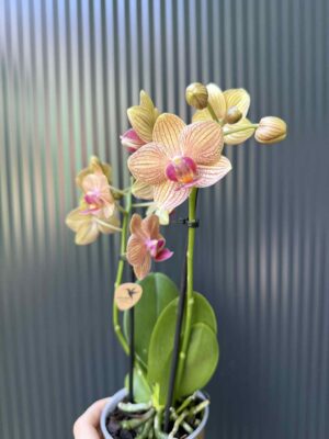 Phalaenopsis ‘Jamaica’ | Storczyk