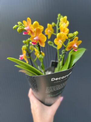 Phalaenopsis ‘Dazzling Drops of the Sun’ | Storczyk