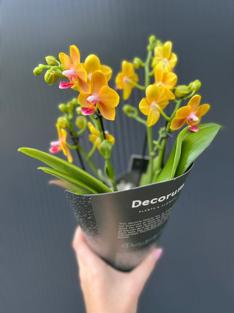 Phalaenopsis ‘Dazzling Drops of the Sun’ | Storczyk