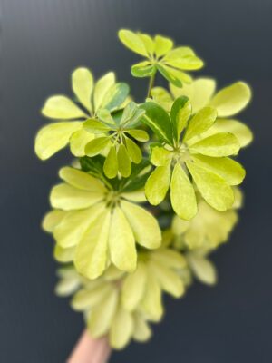 Schefflera arboricola Melanie II kategoria