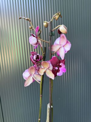 Phalaenopsis ‘Hot Kiss’ | Storczyk