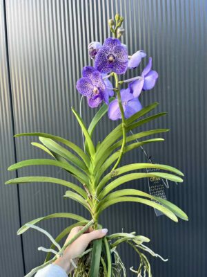 Storczyk Vanda “Hybryda Special ” 2 przekwitająca