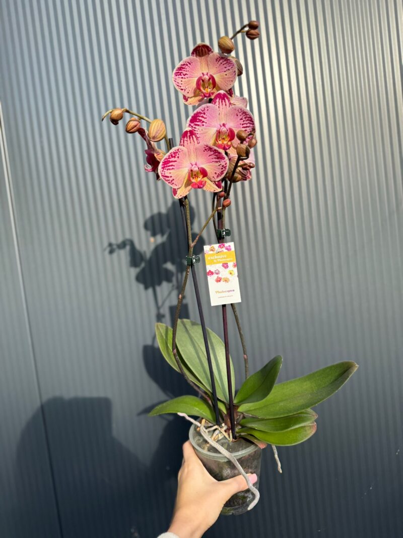 phalaenopsis paisaje | Storczyk