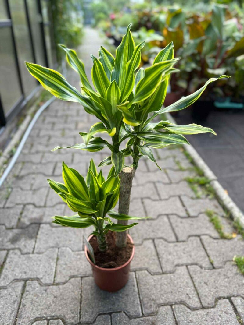 Dracaena ‘Golden Queen’